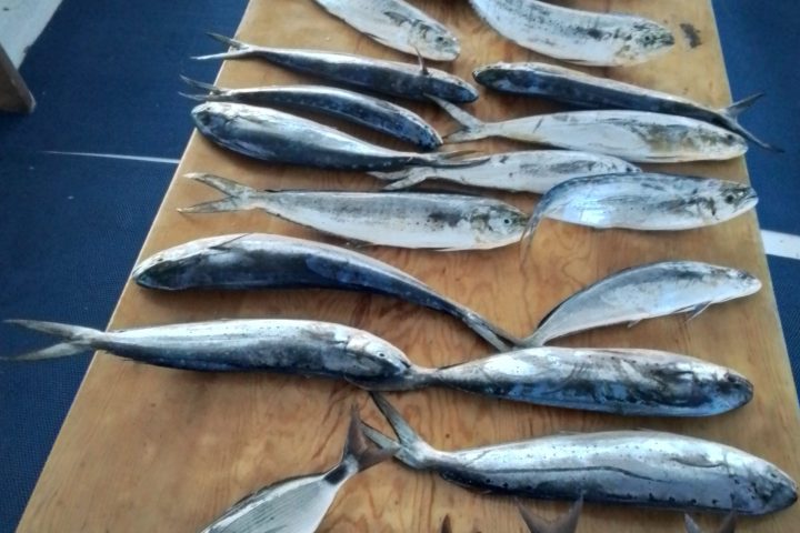 Various fish laid out on a wooden table on a boat with a yellow cooler in the background.